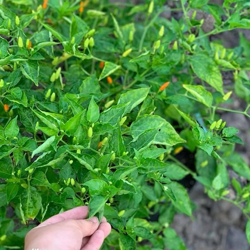 Hạt giống ớt xiêm xanh THƠM CAY VỊ ĐẶC BIỆT cực Ngon