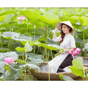 1 lạng Hạt Giống Hoa Sen Lớn (Sen Ta) đủ màu, chuyên trồng đầm,ao hồ, cực kỳ dễ lên mầm
