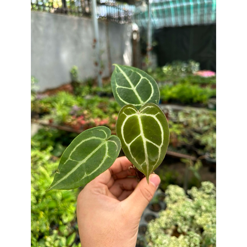 Anthurium kiểng mini decor bể bán cạn,viva
