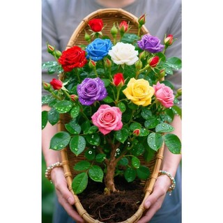 Hạt giống hoa HỒNG BỤI LÙN mix nhiều màu xinh, gieo ra hoa sau 50 ngày trồng