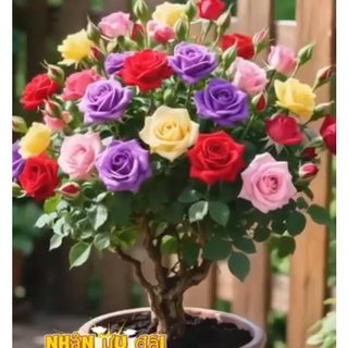 Hạt giống hoa HỒNG BỤI LÙN mix nhiều màu xinh, gieo ra hoa sau 50 ngày trồng