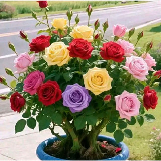 Hạt giống hoa HỒNG BỤI LÙN mix nhiều màu xinh, gieo ra hoa sau 50 ngày trồng