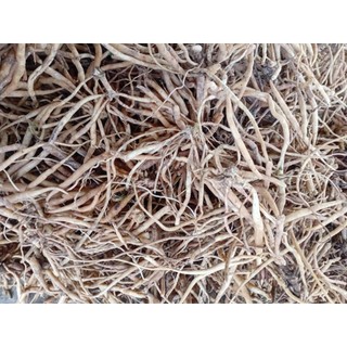 Củ sâm đất tươi (hay còn gọi là sâm nổ - sâm tanh tách), mọc tự nhiên vùng núi Đá Bàn - Ninh Sơn-Ninh Hòa-Khánh Hòa