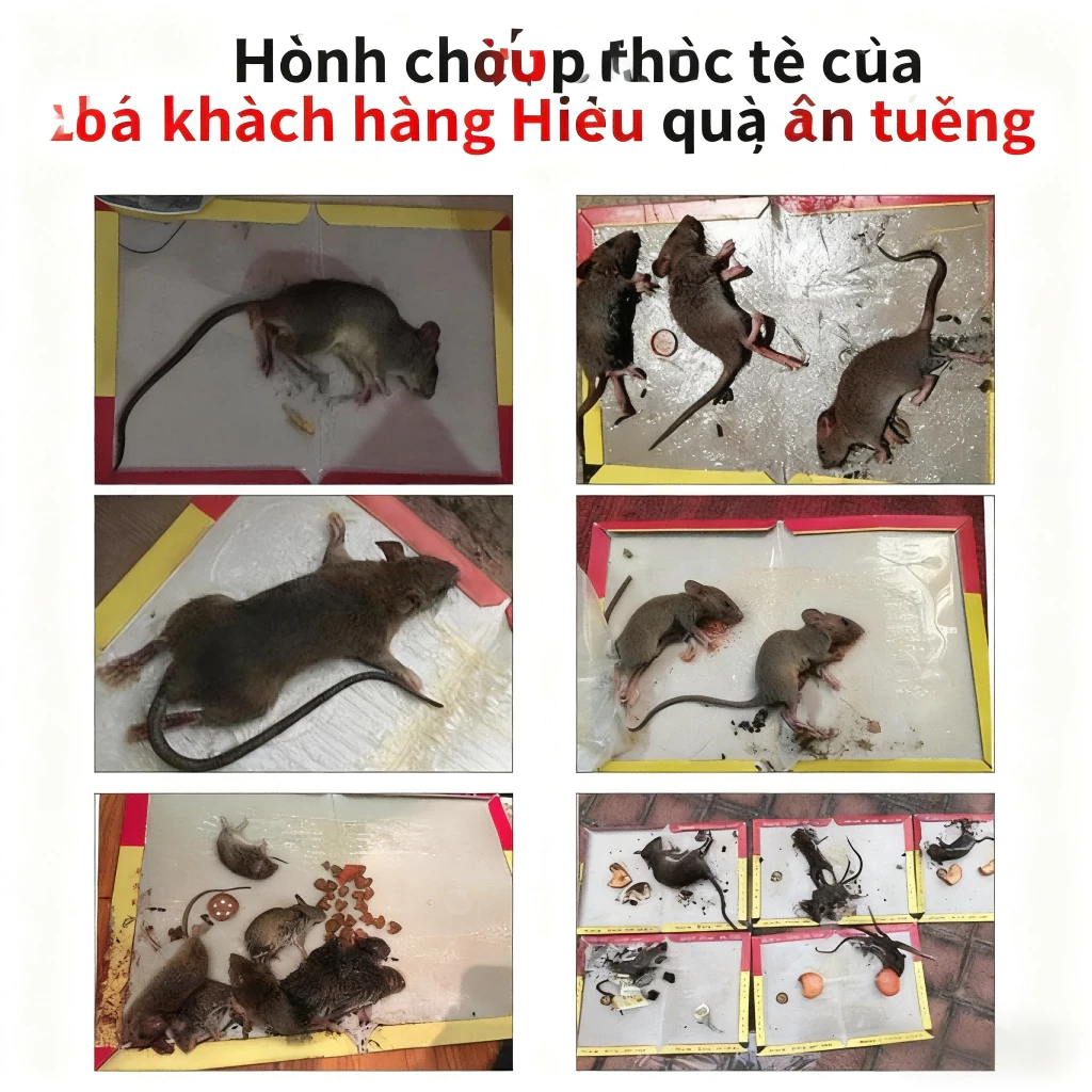 Keo Dính Chuột Siêu Dính Bãy Chuột Cống To Lớn - Tấm Keo Bẫy Chuột Bắt Chuột Diệt - Keo Dán Chuột | Miếng keo dán chuột