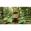 CHIẾT XUẤT TRẦU KHÔNG - BETEL LEAF EXTRACT (VIỆT NAM)
