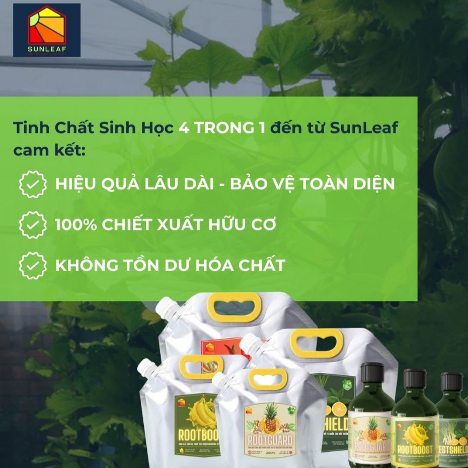 Phòng Nấm Rễ, Thối Rễ, Kích Rễ Non, Bảo Vệ Rễ | 100% Hữu Cơ Chiết Xuất Gừng & Thơm | Phong Lan, Hoa Hồng | SUNLEAF