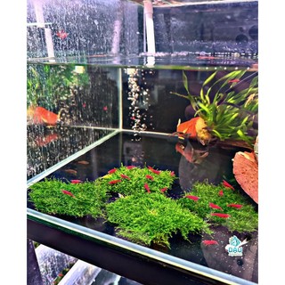 Rêu MINI TAIWAN Thủy Sinh Trang trí lũa , layout cho bể cá cực kì đẹp không cần co2