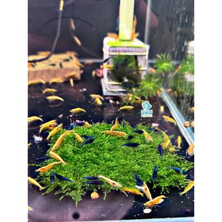 Rêu MINI TAIWAN Thủy Sinh Trang trí lũa , layout cho bể cá cực kì đẹp không cần co2