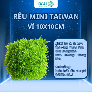 Rêu MINI TAIWAN Thủy Sinh Trang trí lũa , layout cho bể cá cực kì đẹp không cần co2