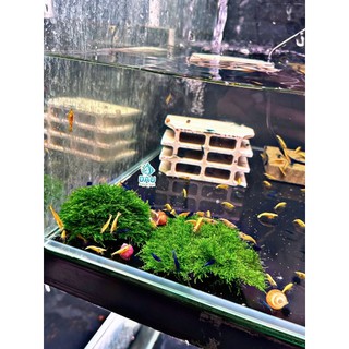 Rêu MINI TAIWAN Thủy Sinh Trang trí lũa , layout cho bể cá cực kì đẹp không cần co2