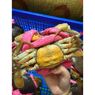 Cua gạch son (320g~360g~450g) ( giao sống )(hàng sẵn giao liền) 1con
