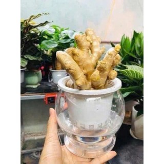 Bình Nhựa Tròn Trong Suốt Chuyên Dùng Trồng Cây Thủy Sinh, Thủy Canh, Bình Nuôi Cá Để Bàn - Bình Trồng Gừng