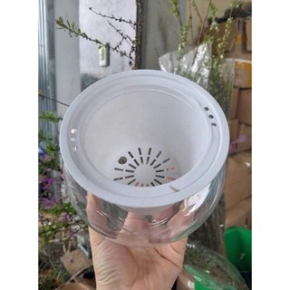 Bình Nhựa Tròn Trong Suốt Chuyên Dùng Trồng Cây Thủy Sinh, Thủy Canh, Bình Nuôi Cá Để Bàn - Bình Trồng Gừng