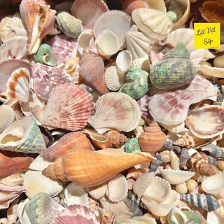 500g vỏ sò ốc mix nhiều loại - Decor, handmade, diy