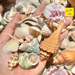 500g vỏ sò ốc mix nhiều loại - Decor, handmade, diy