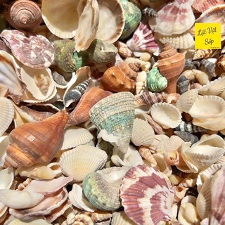 500g vỏ sò ốc mix nhiều loại - Decor, handmade, diy