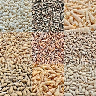 500g vỏ sò ốc mix nhiều loại - Decor, handmade, diy