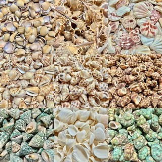 500g vỏ sò ốc mix nhiều loại - Decor, handmade, diy