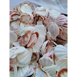 250g vỏ sò điệp/vỏ sò kim cương làm đồ handmade, trang trí tiểu cảnh thủy sinh