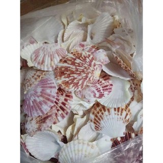 250g vỏ sò điệp/vỏ sò kim cương làm đồ handmade, trang trí tiểu cảnh thủy sinh