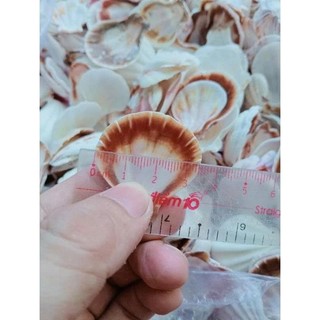 250g vỏ sò điệp/vỏ sò kim cương làm đồ handmade, trang trí tiểu cảnh thủy sinh