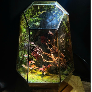 Terrarium " Tiểu Đạo Lâm "  quà tặng người thân ý nghĩa cho các dịp quan trọng
