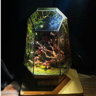 Terrarium " Tiểu Đạo Lâm "  quà tặng người thân ý nghĩa cho các dịp quan trọng