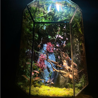 Terrarium " Tiểu Đạo Lâm "  quà tặng người thân ý nghĩa cho các dịp quan trọng