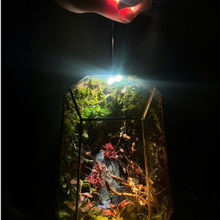 Terrarium " Tiểu Đạo Lâm "  quà tặng người thân ý nghĩa cho các dịp quan trọng