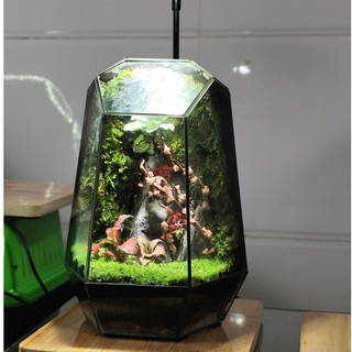 Terrarium " Tiểu Đạo Lâm "  quà tặng người thân ý nghĩa cho các dịp quan trọng