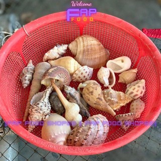 500GR VỎ ỐC BIỂN ĐỦ LOẠI HÀNG ĐẸP NHIỀU MẪU TRANG TRÍ THỦY SINH DECOR ĐẸP