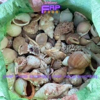 500GR VỎ ỐC BIỂN ĐỦ LOẠI HÀNG ĐẸP NHIỀU MẪU TRANG TRÍ THỦY SINH DECOR ĐẸP
