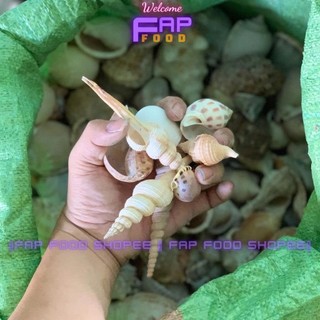 500GR VỎ ỐC BIỂN ĐỦ LOẠI HÀNG ĐẸP NHIỀU MẪU TRANG TRÍ THỦY SINH DECOR ĐẸP