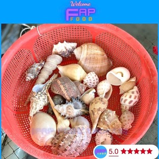 500GR VỎ ỐC BIỂN ĐỦ LOẠI HÀNG ĐẸP NHIỀU MẪU TRANG TRÍ THỦY SINH DECOR ĐẸP