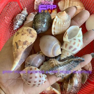 500GR VỎ ỐC BIỂN ĐỦ LOẠI HÀNG ĐẸP NHIỀU MẪU TRANG TRÍ THỦY SINH DECOR ĐẸP