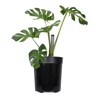 Nhà Thương Cây - CHẬU TRỒNG CÂY OH ĐEN - 30*33 cm