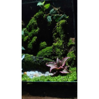 Terrarium Phong Thủy "LINH LỘC SƠN CỐC" Thung Lũng Tụ Khí, Nơi Linh Thú Ngự Trị Quà tặng tết ý nghĩa