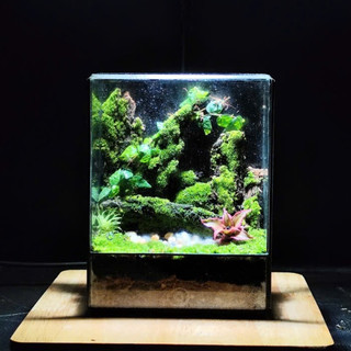 Terrarium Phong Thủy "LINH LỘC SƠN CỐC" Thung Lũng Tụ Khí, Nơi Linh Thú Ngự Trị Quà tặng tết ý nghĩa