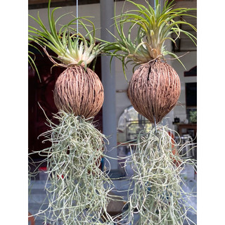 Không Khí Kim Yến - decor đẹp dễ chăm - Vườn Như Ngọc