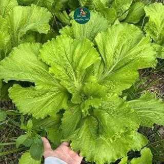 Hạt giống Cải Bẹ Vàng (Gói 20g~3000 Hạt) Cây To Mập, Ngọt Mềm, Trồng Quanh Năm