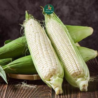 [Gói 15g~80 Hạt ] Hạt giống Bắp Nếp Trắng Thái Lan (Ngô Nếp) Rất Thơm, Chắc Hạt, Ngọt Dẻo