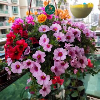 Hạt Giống Hoa Dạ Yến Thảo Mix Nhiều Màu, Trồng Chậu, Hoa Dễ Trồng, Nở Sau 60-75 Ngày