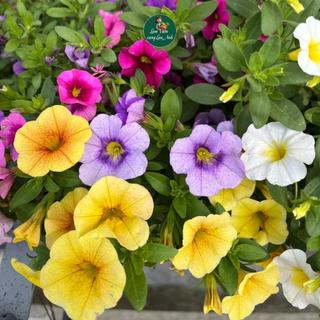 Hạt Giống Hoa Dạ Yến Thảo Mix Nhiều Màu, Trồng Chậu, Hoa Dễ Trồng, Nở Sau 60-75 Ngày