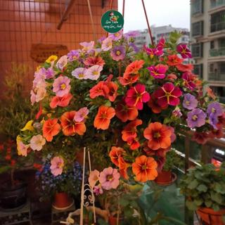 Hạt Giống Hoa Dạ Yến Thảo Mix Nhiều Màu, Trồng Chậu, Hoa Dễ Trồng, Nở Sau 60-75 Ngày