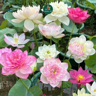 Hạt Giống Sen Nhật Mini Mix Full Màu (Gói 10 Hạt) Dễ Trồng, Nảy Mầm 100%, Hoa Nở Sau 80-90 Ngày