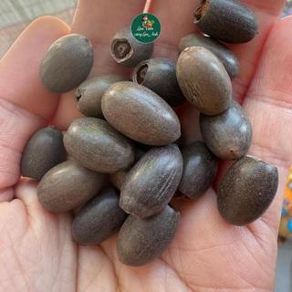 Hạt Giống Sen Nhật Mini Mix Full Màu (Gói 10 Hạt) Dễ Trồng, Nảy Mầm 100%, Hoa Nở Sau 80-90 Ngày