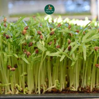 [COMBO 4 GÓI MỖI GÓI 100G] Hạt Giống Rau Mầm Đậu Hà Lan, Mầm Rau Muống, Cầm Củ Cải Đỏ, Mầm Cải Ngọt