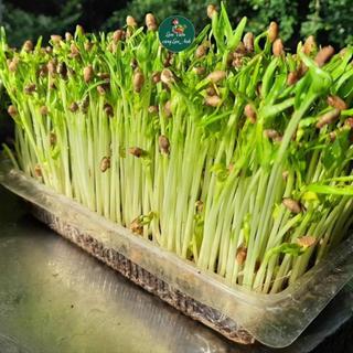 [GÓI LỚN 100G] Hạt Giống Mầm Rau Muống Giàu Dinh Dưỡng, Dễ Trồng,Thu Hoạch Sau 7 Ngày