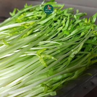 [GÓI LỚN 100G] Hạt Giống Mầm Rau Muống Giàu Dinh Dưỡng, Dễ Trồng,Thu Hoạch Sau 7 Ngày