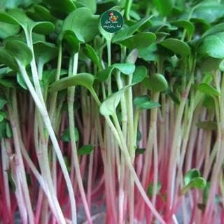[GÓI LỚN 100G] Hạt giống Rau Mầm Củ Cải Đỏ Giàu Dinh Dưỡng, Dễ Trồng, Nhanh Thu Hoạch